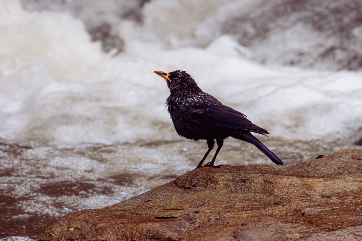 Blue Whistling-Thrush (Yellow-billed) - ML526437601