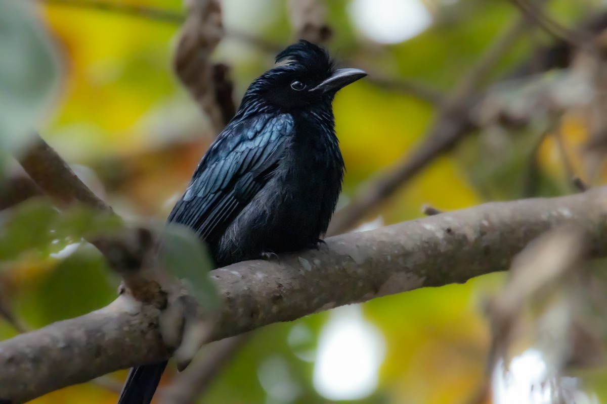Greater Racket-tailed Drongo - ML526437711