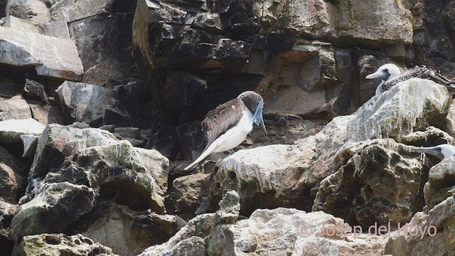 Fou à pieds bleus - ML526437781