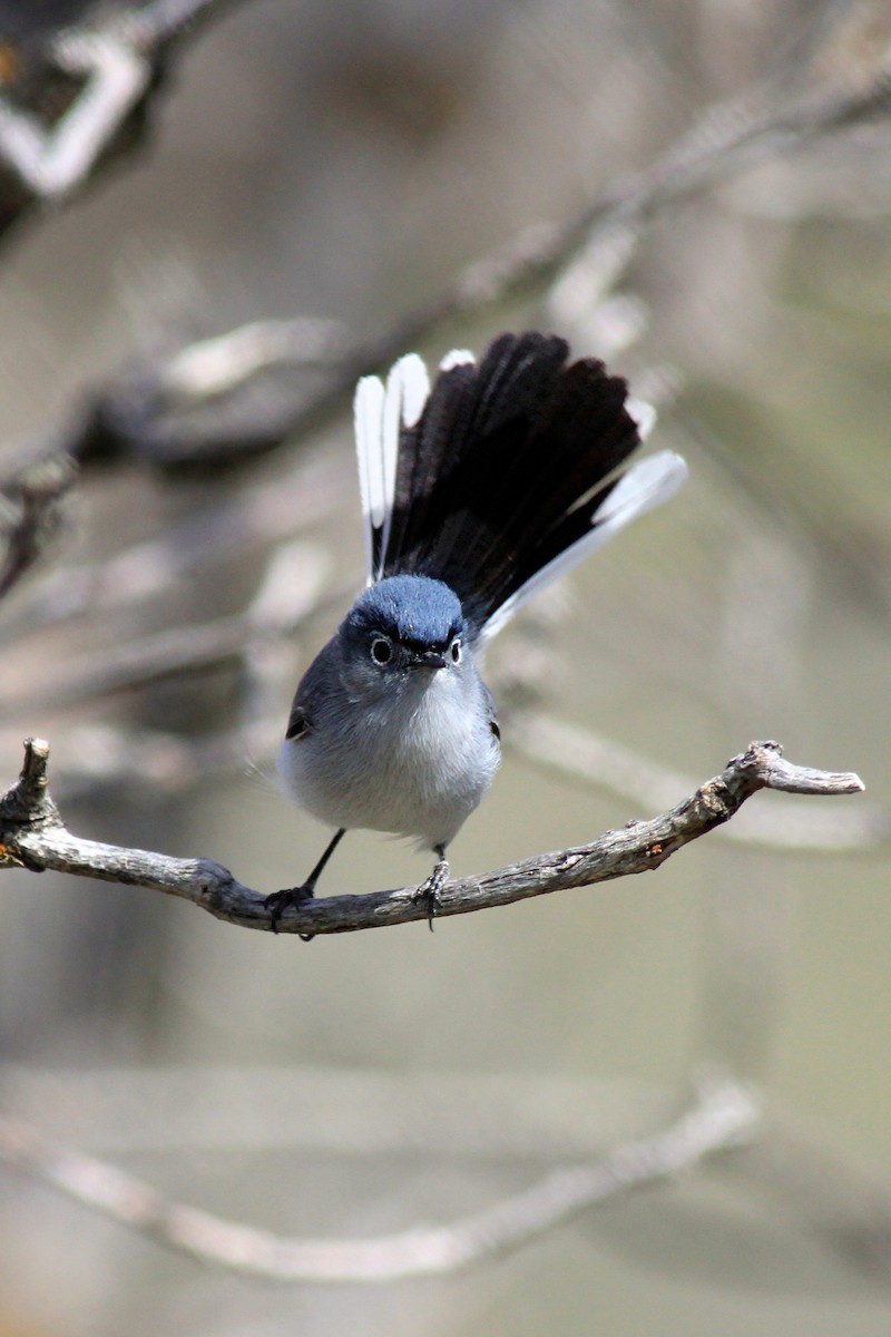 Blue-gray Gnatcatcher - Matthew Pendleton