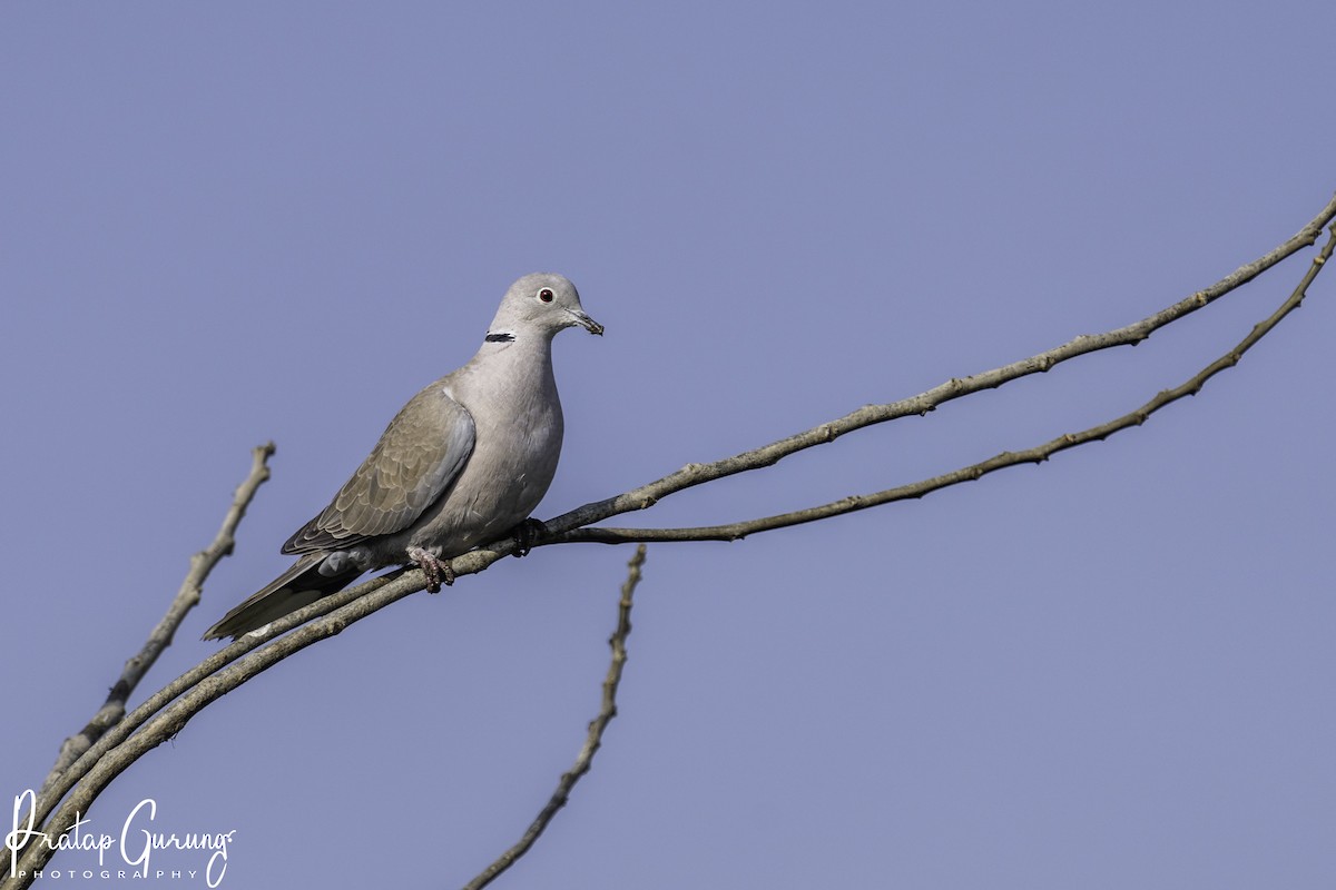 Eurasian Collared-Dove - ML526438491