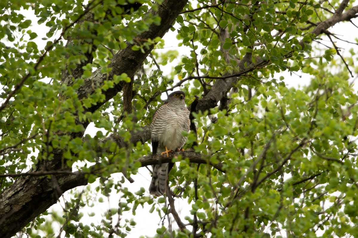 Little Sparrowhawk - ML526438631