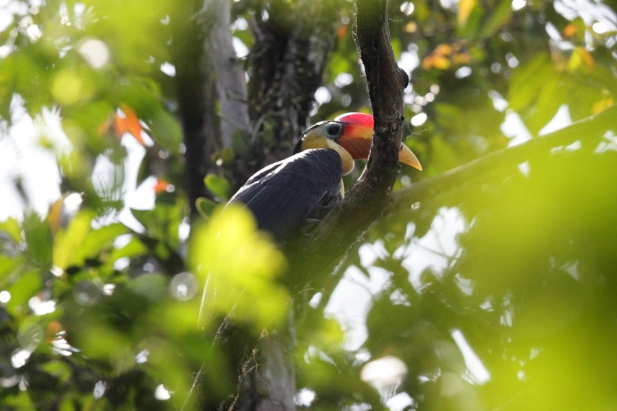 Wrinkled Hornbill - ML526439271
