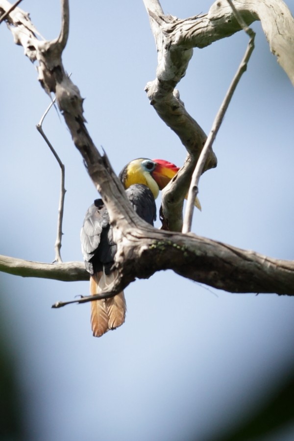 Wrinkled Hornbill - ML526439331