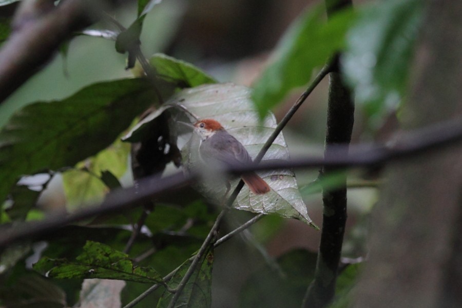 Rufous-tailed Tailorbird - ML526439361