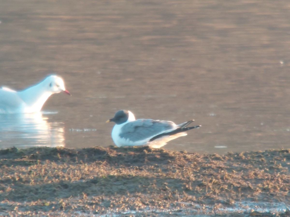 Mouette de Sabine - ML526439451