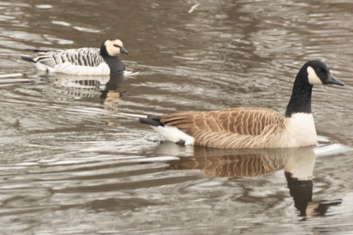 Barnacle Goose - ML526439931