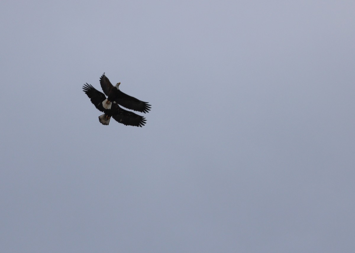 Bald Eagle - ML526440011