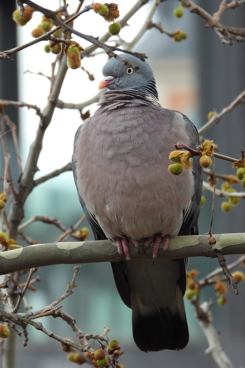 Common Wood-Pigeon - ML526441211