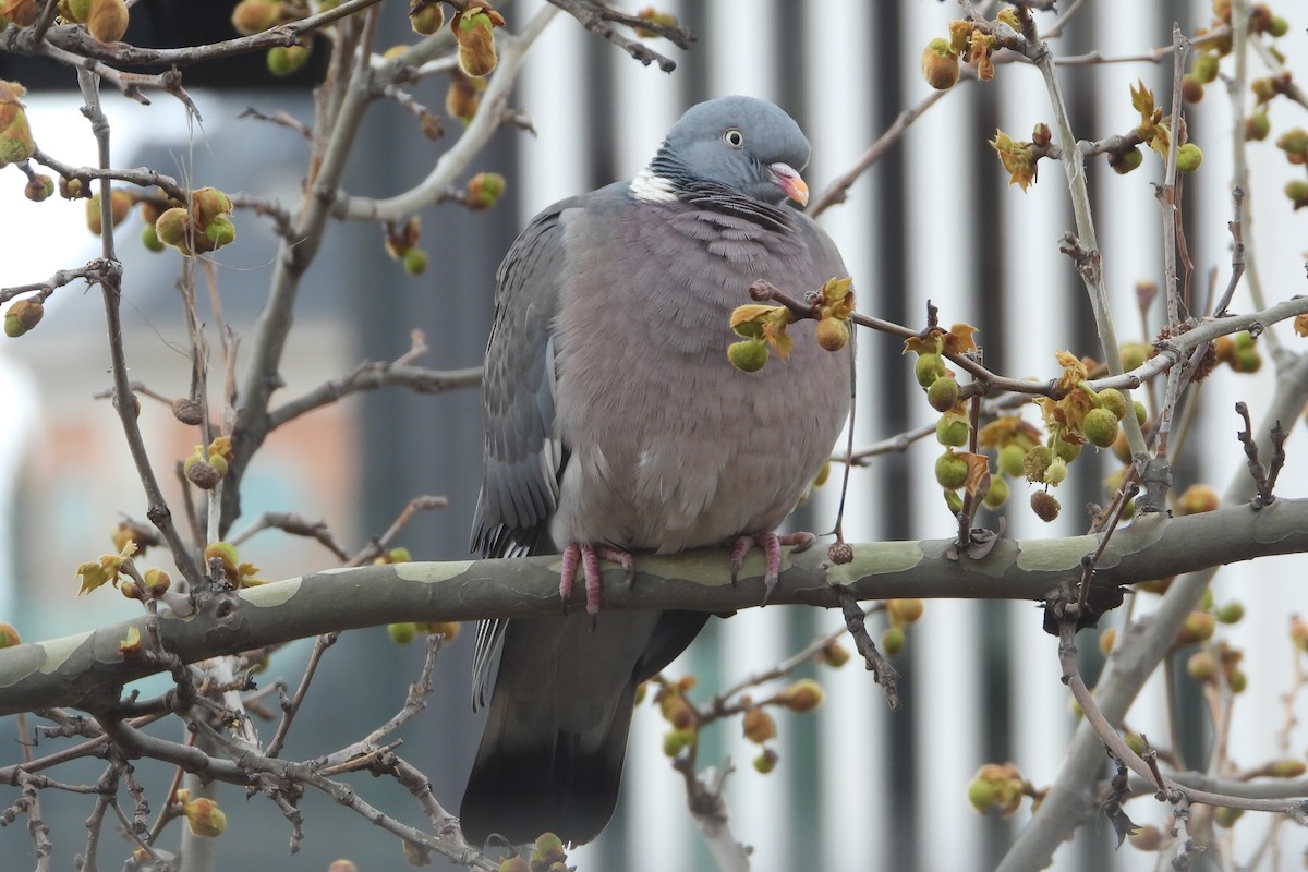 Common Wood-Pigeon - ML526441231