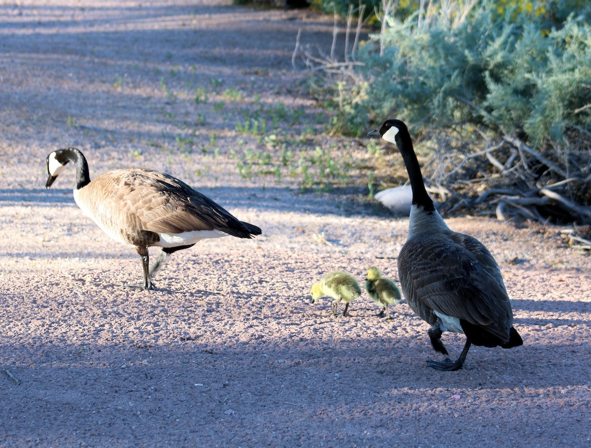 Canada Goose - Diana Spangler