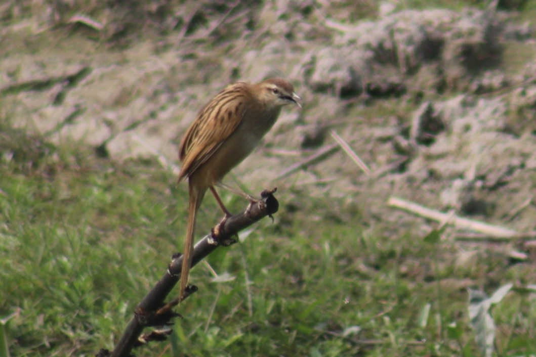 Striated Grassbird - Sabarni Sarker