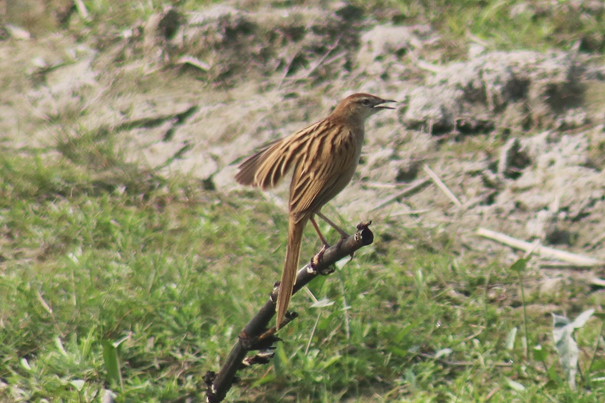 Striated Grassbird - Sabarni Sarker