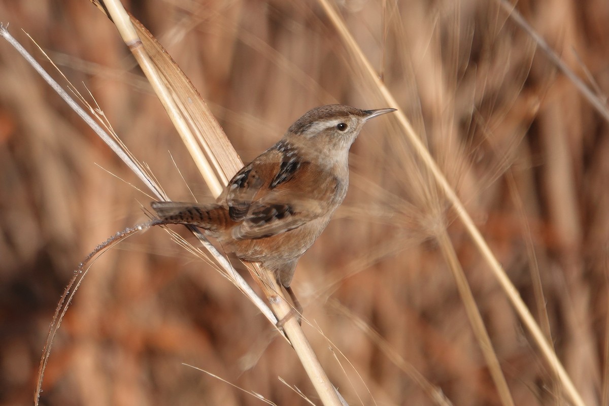 střízlík bažinný - ML526443241