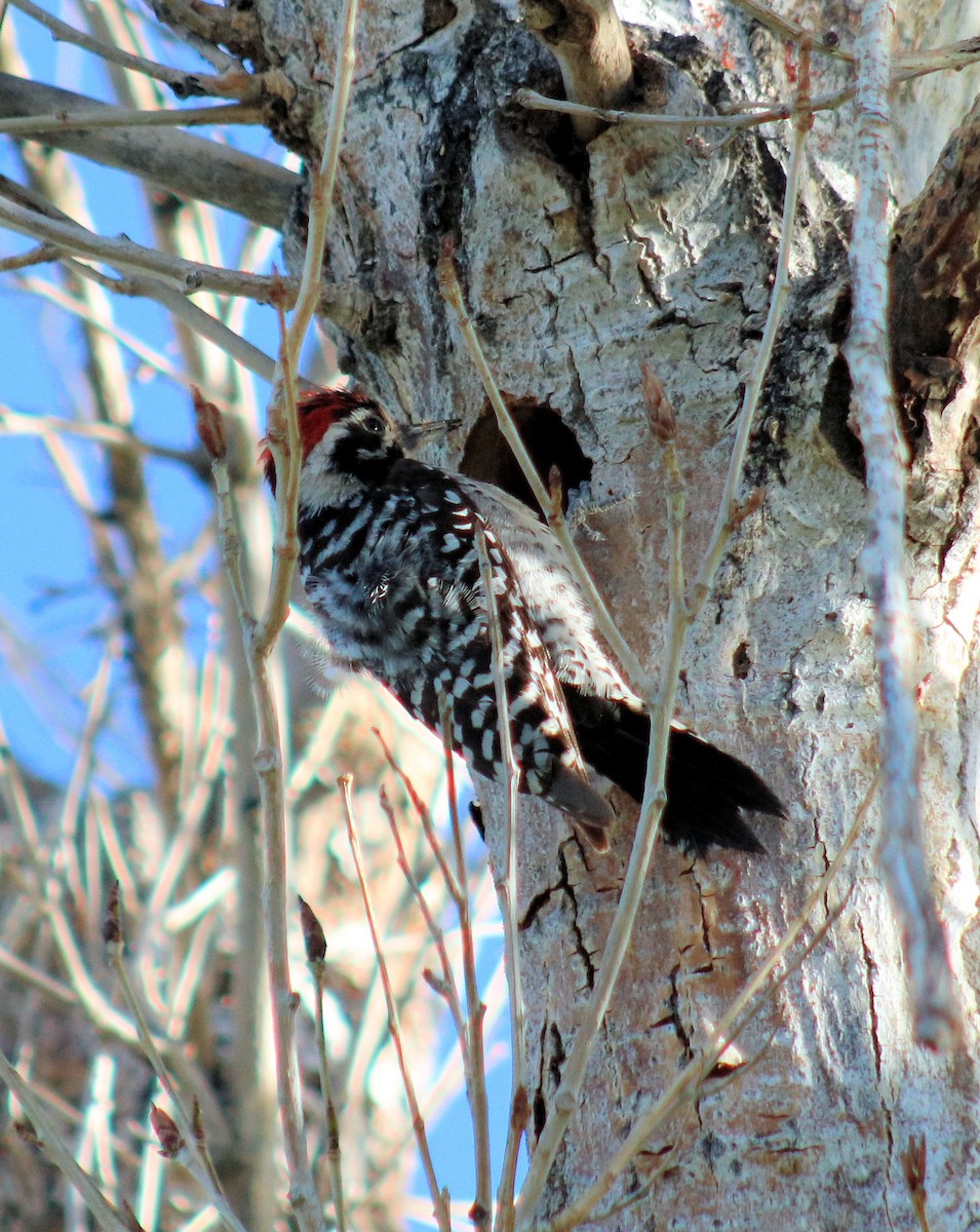 Ladder-backed Woodpecker - Diana Spangler