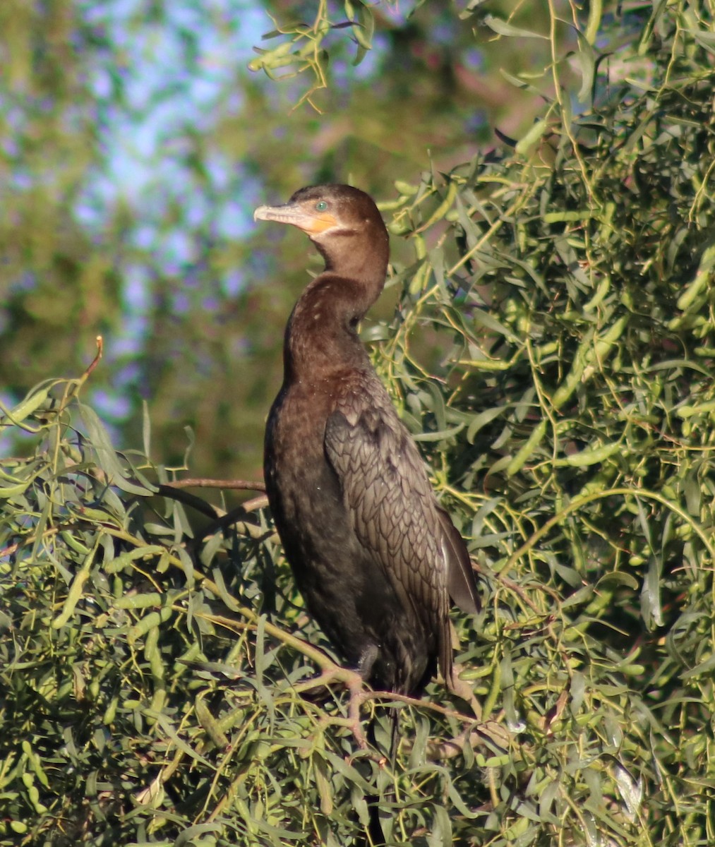 Neotropic Cormorant - Diana Spangler