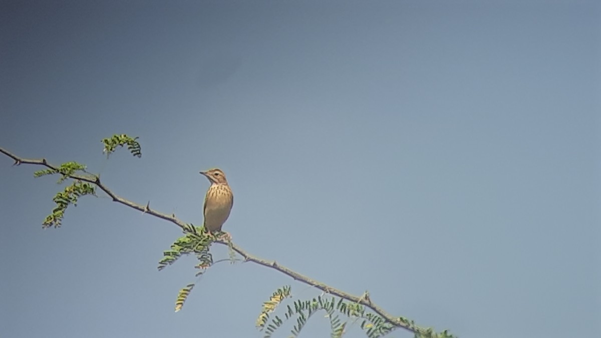 pipit sp. - ML526444441