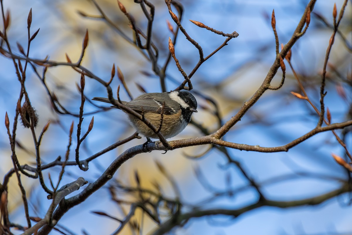 Coal Tit - ML526444481