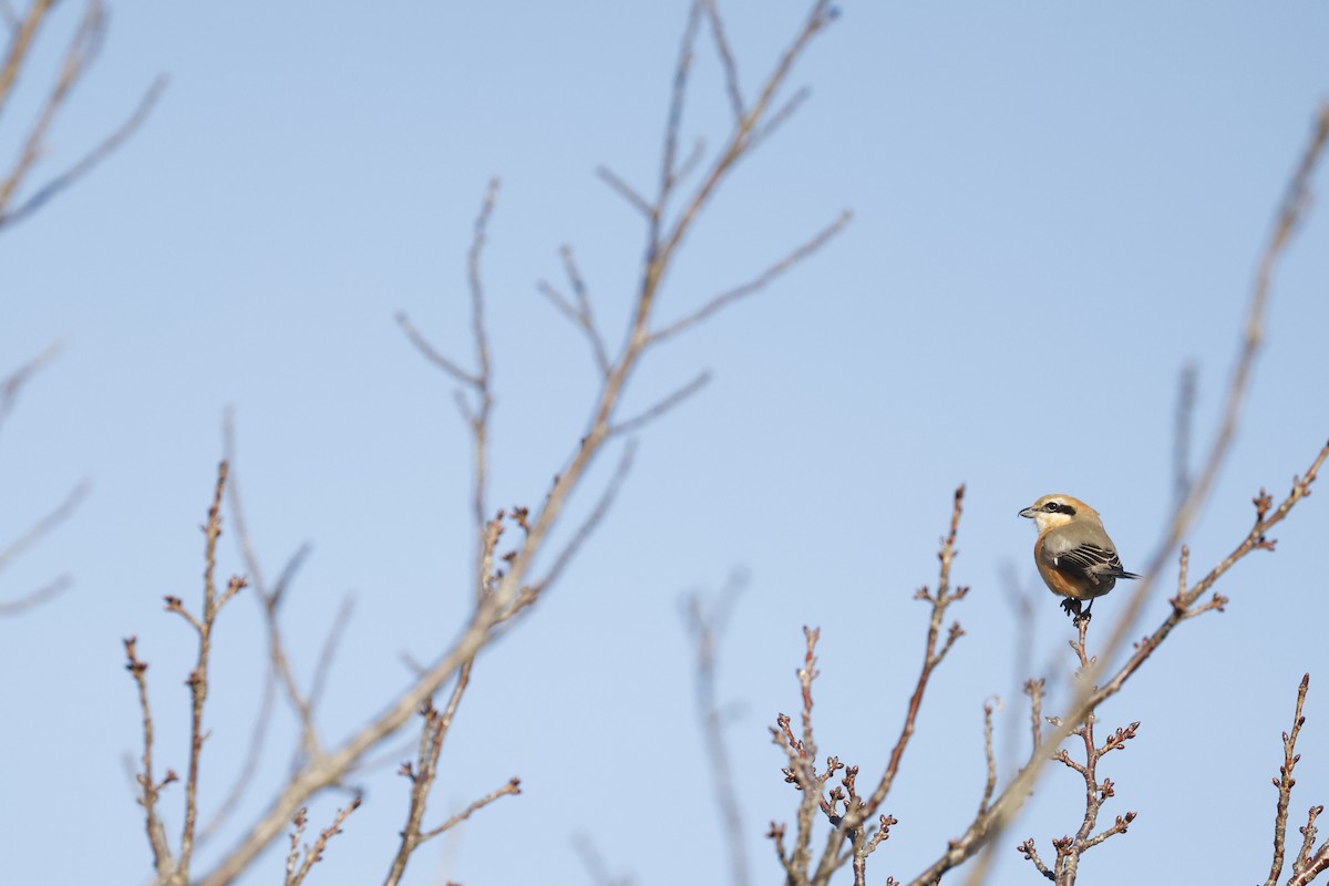 Bull-headed Shrike - ML526445731