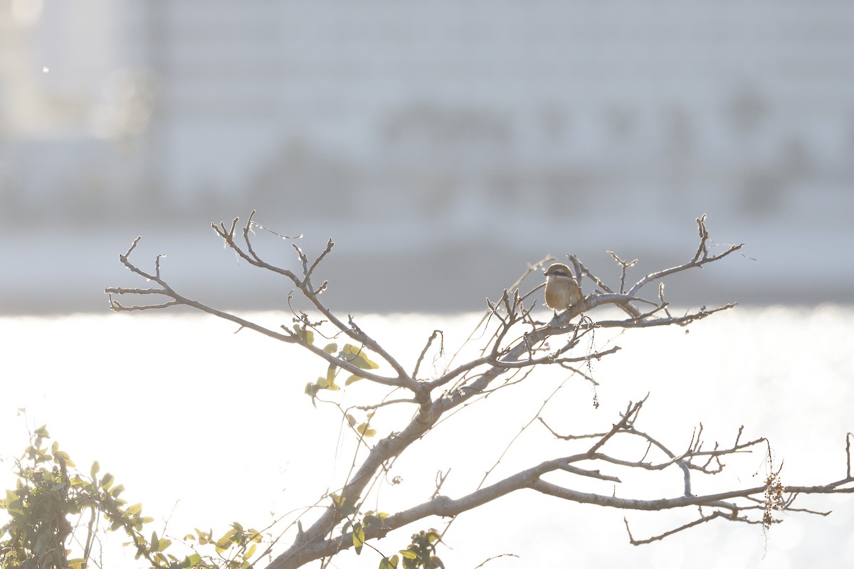 Bull-headed Shrike - ML526446201