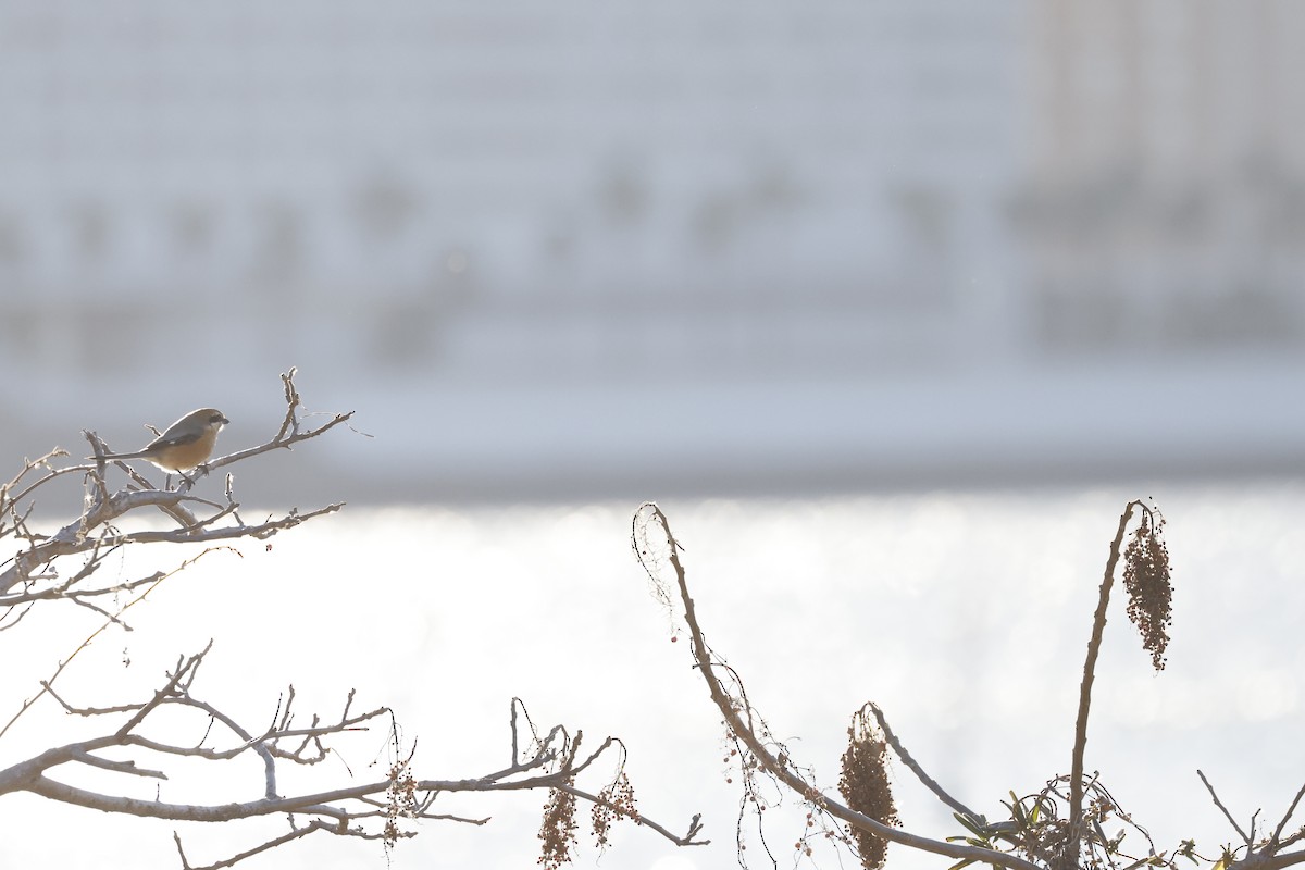 Bull-headed Shrike - ML526446301