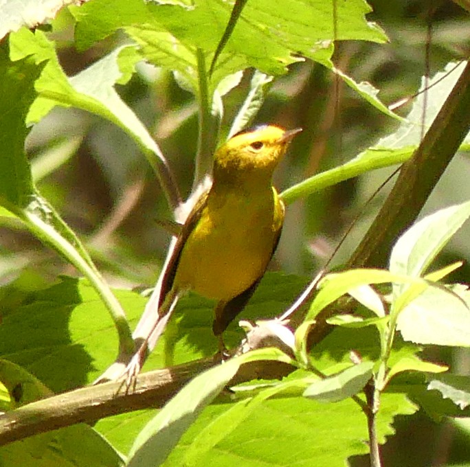 Wilson's Warbler - ML52644631