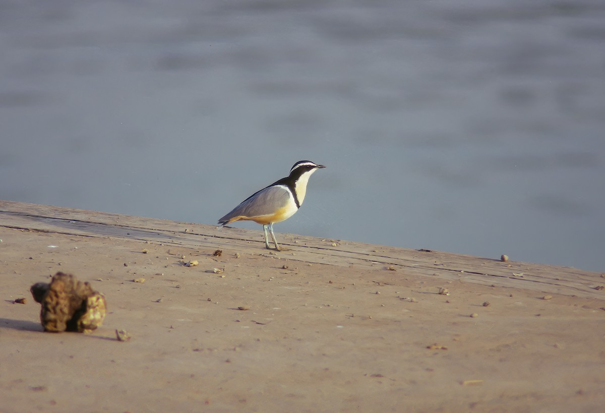 Egyptian Plover - ML526447241