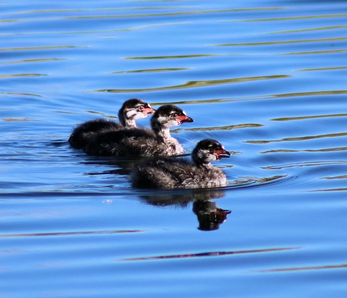 Pied-billed Grebe - ML52644751