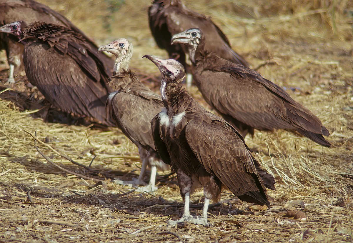 Hooded Vulture - Martin  Flack