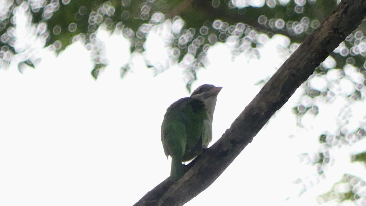 barbet bělolící - ML526447851