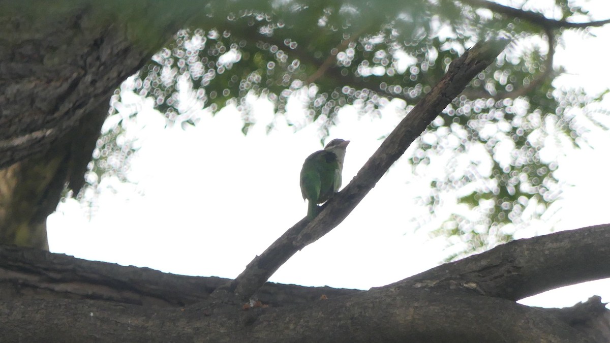 barbet bělolící - ML526447871
