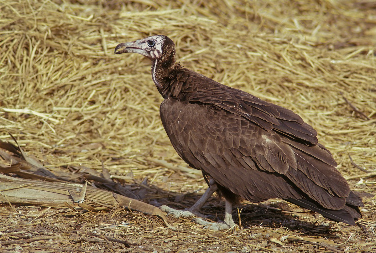 Hooded Vulture - ML526447941