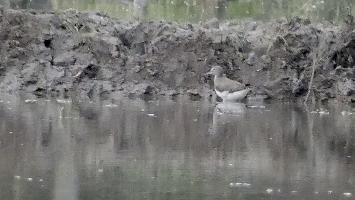 Green Sandpiper - Bijoy Venugopal