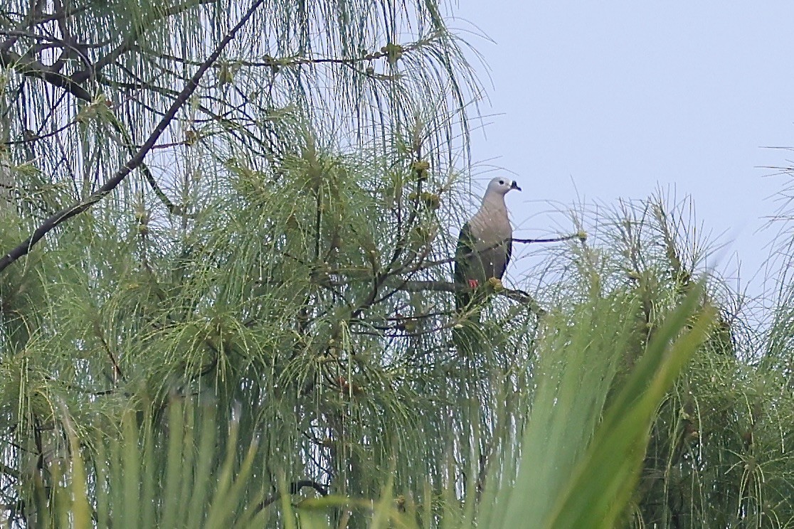 Pacific Imperial-Pigeon - ML526448701