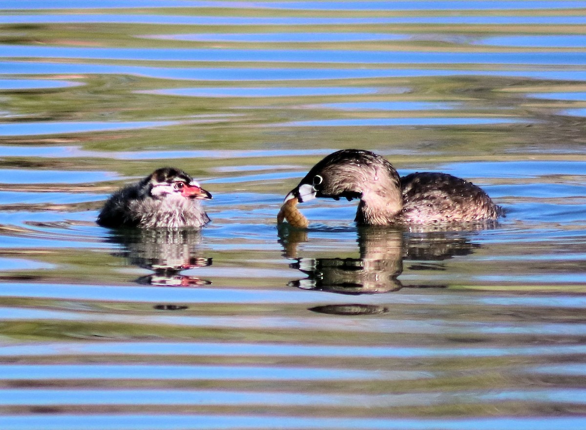 Pied-billed Grebe - Diana Spangler