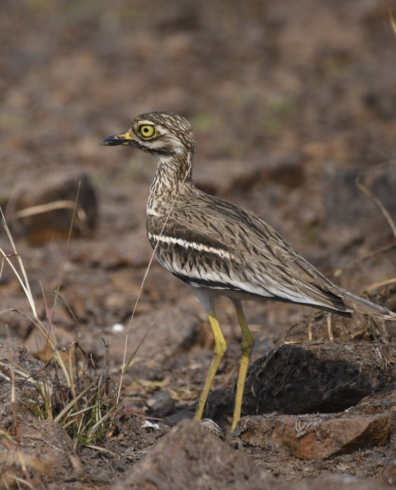 Indian Thick-knee - Roshan Dhotre