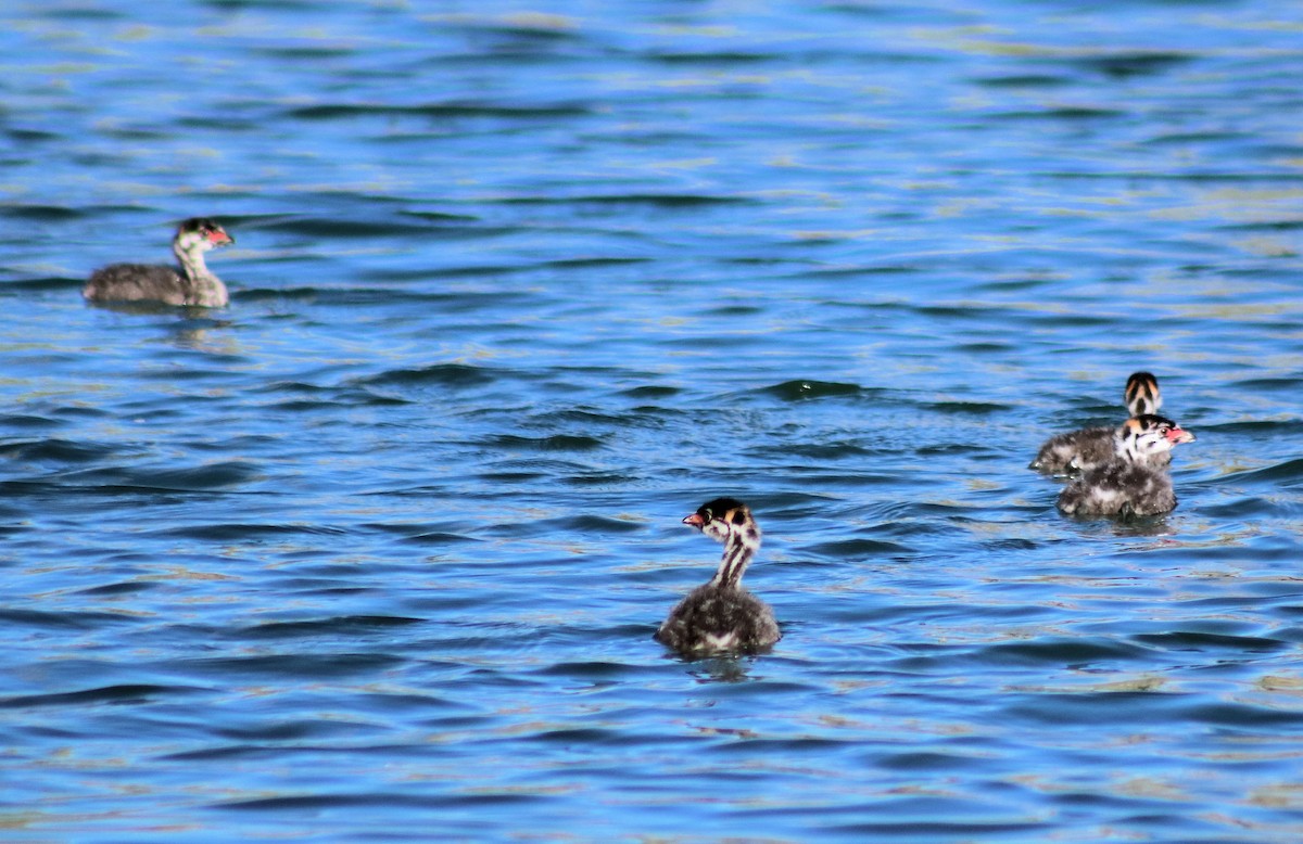 Pied-billed Grebe - Diana Spangler