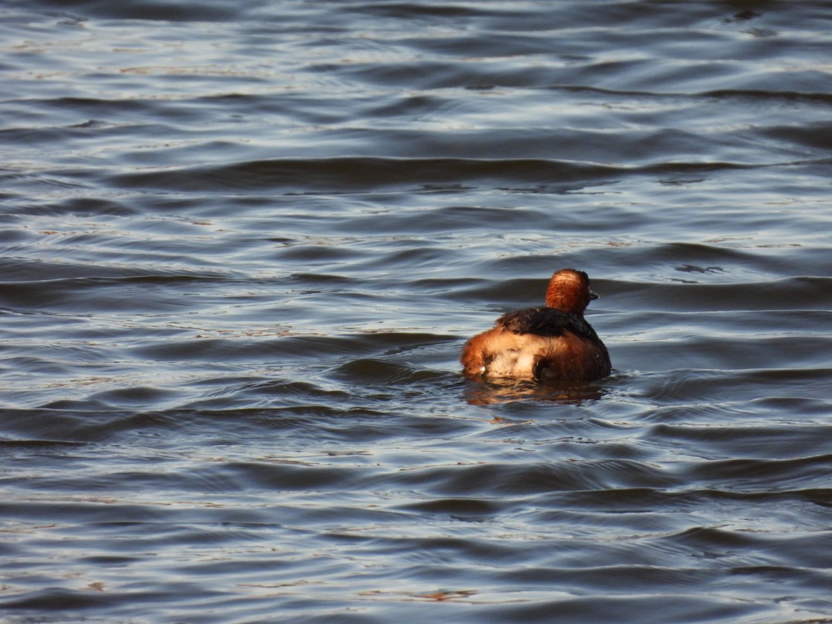 Little Grebe - Risa ISHITANI