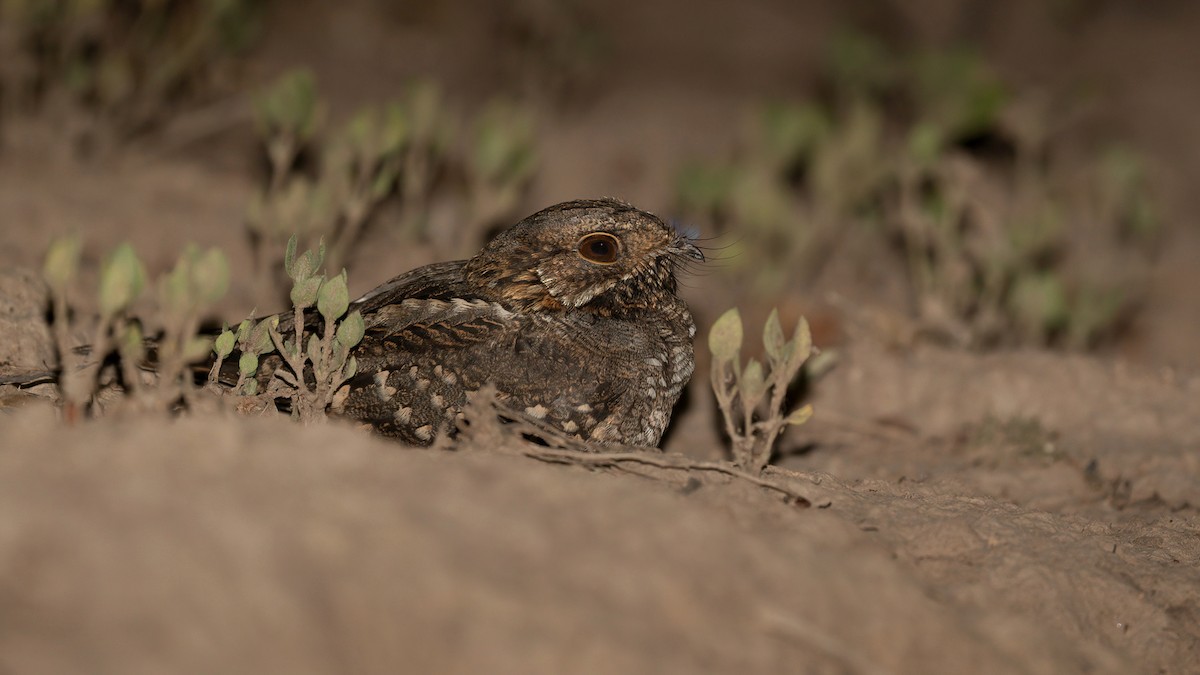 Little Nightjar - ML526458171