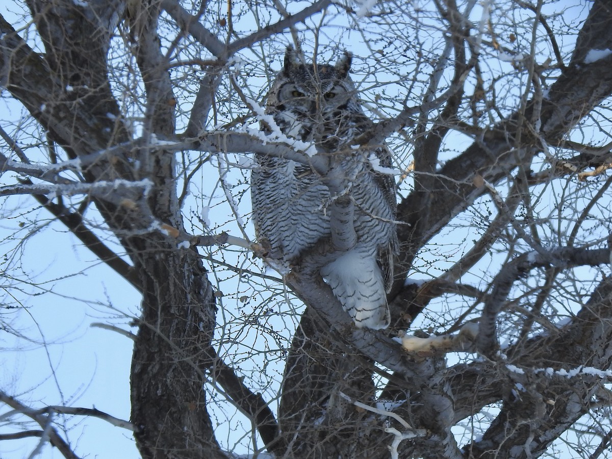 Great Horned Owl - ML526458491