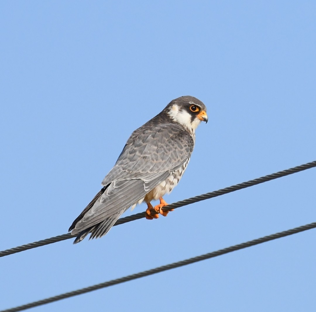 Amur Falcon - Roshan Dhotre