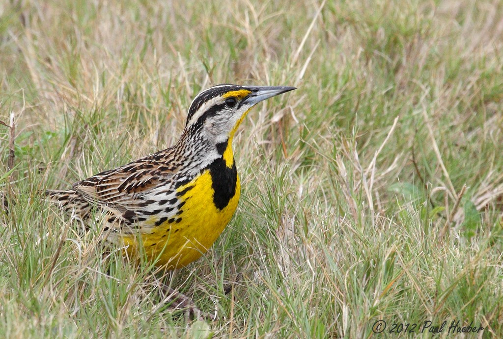 Eastern Meadowlark - ML52645891