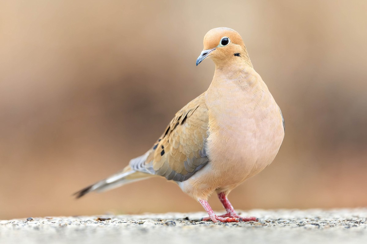 Mourning Dove - ML526459001