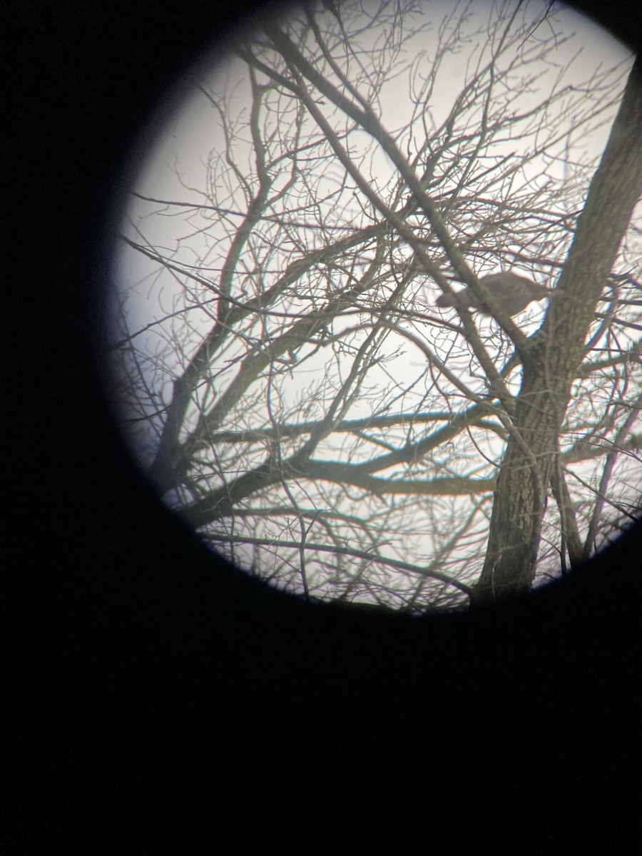 jestřáb americký - ML526459591