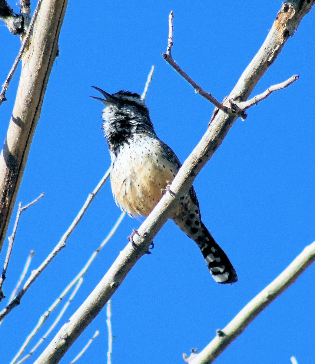 Cactus Wren - Diana Spangler