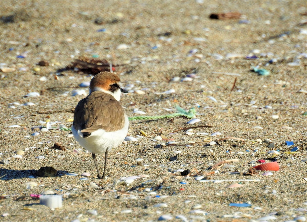 Kentish Plover - Güneş Deniz Yıldırım