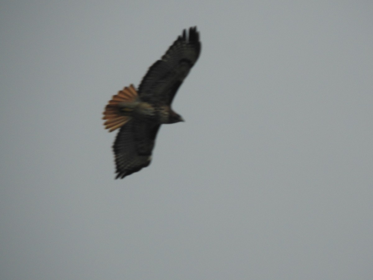 Red-tailed Hawk - ML526461691