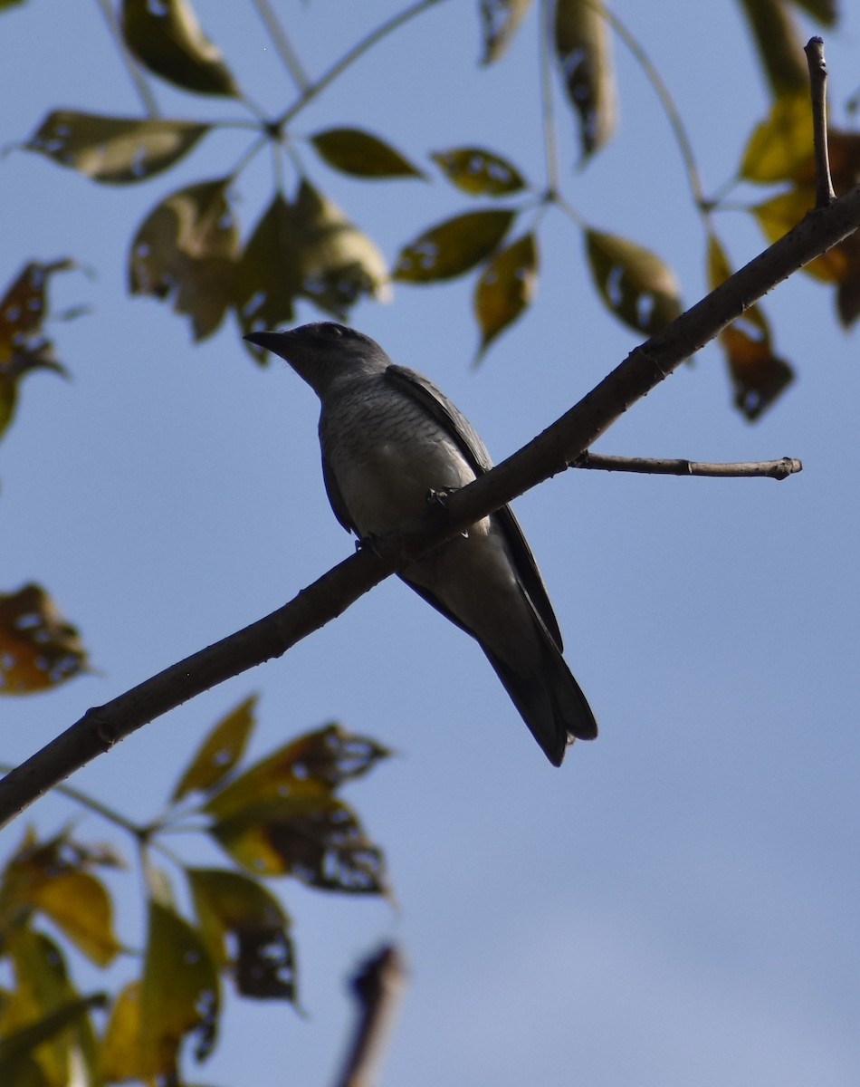 Large Cuckooshrike - ML526462301