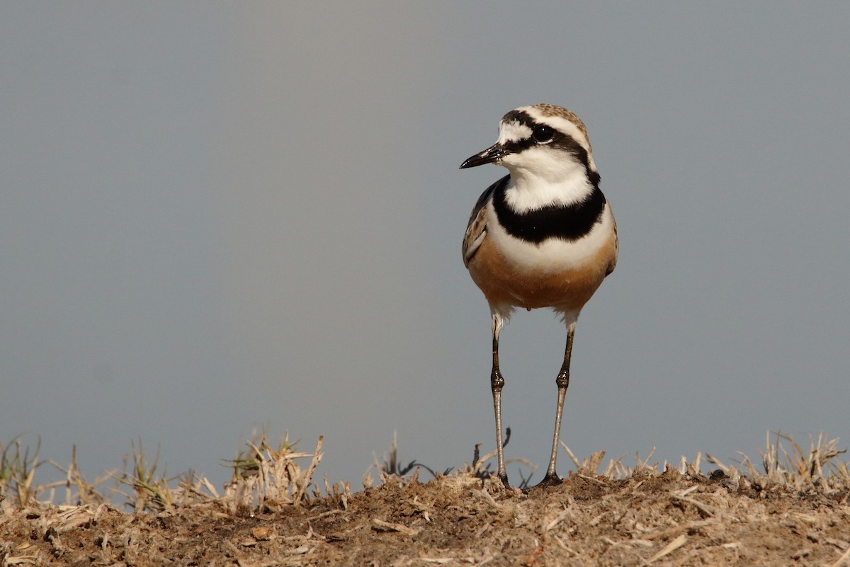 Madagascar Plover - Magdalena Jędro