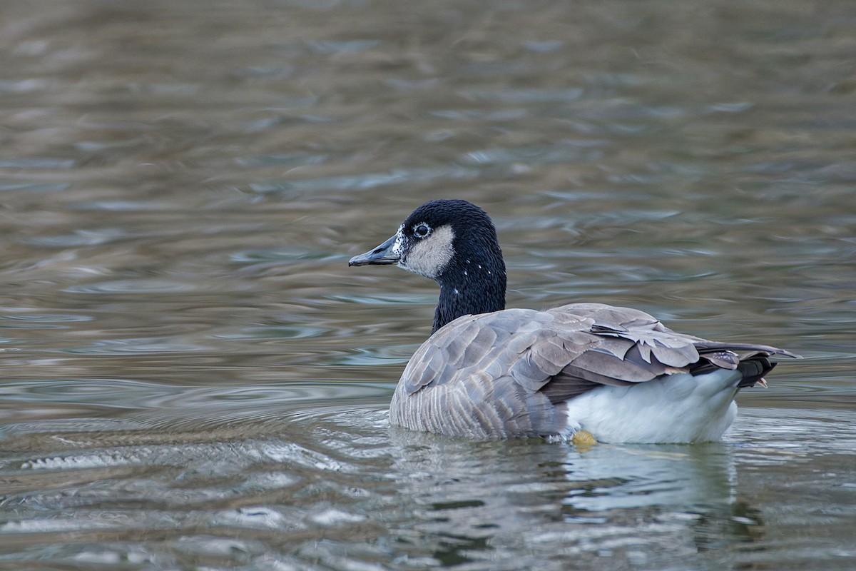 Graylag x Canada Goose (hybrid) - Justus Weber